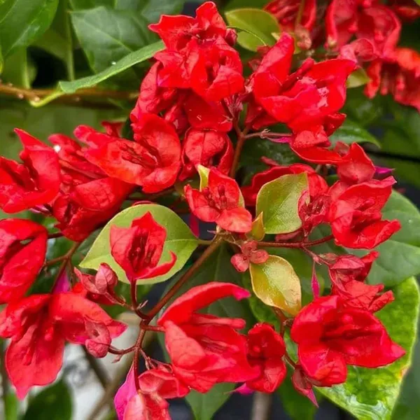Red_Colour_Bougainvillea_Kagoj_Ful_Shrubs_Flower_Plants_Tree_1_2_Feet_Siz