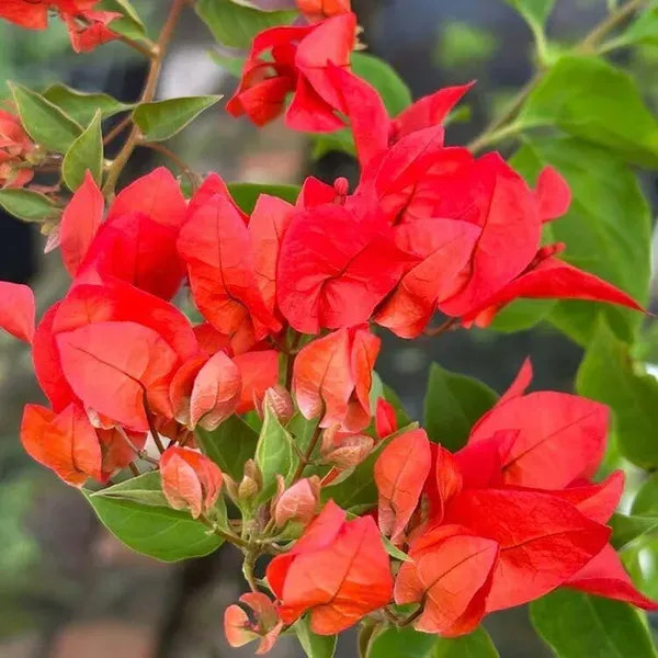 Red_Colour_Bougainvillea_Kagoj_Ful_Shrubs_Flower_Plants_Tree_1_2_Feet_Siz