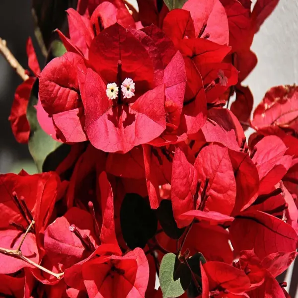 Red_Colour_Bougainvillea_Kagoj_Ful_Shrubs_Flower_Plants_Tree_1_2_Feet_Siz