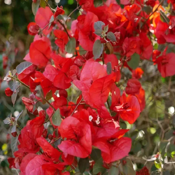 Red_Colour_Bougainvillea_Kagoj_Ful_Shrubs_Flower_Plants_Tree_1_2_Feet_Siz
