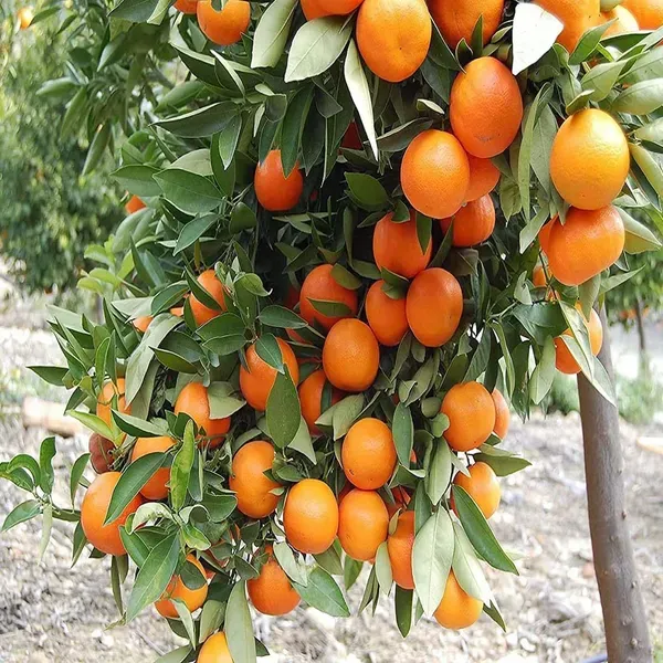 Kinnow_Orange_Grafted_Santra_Fruit_Plants_Tree_1_2_Feet_Size