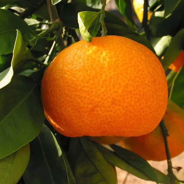 Kinnow_Orange_Grafted_Santra_Fruit_Plants_Tree_1_2_Feet_Size