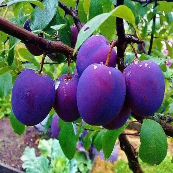 Plum_Satluj_Purple_Aloo_Bukhara_Fruit_Air_Layering_Grafted_Plants_Tree