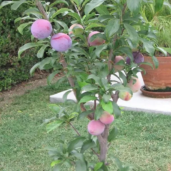 Plum_Satluj_Purple_Aloo_Bukhara_Fruit_Air_Layering_Grafted_Plants_Tree