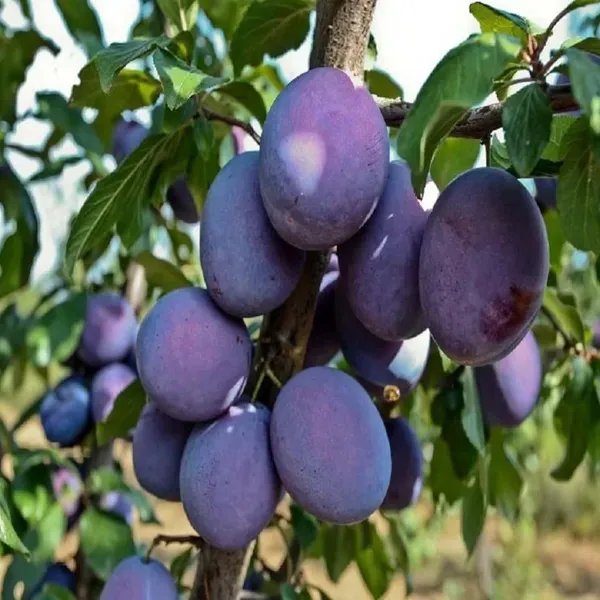 Plum_Satluj_Purple_Aloo_Bukhara_Fruit_Air_Layering_Grafted_Plants_Tree