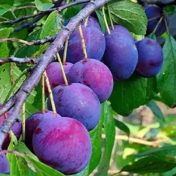 Plum_Satluj_Purple_Aloo_Bukhara_Fruit_Air_Layering_Grafted_Plants_Tree