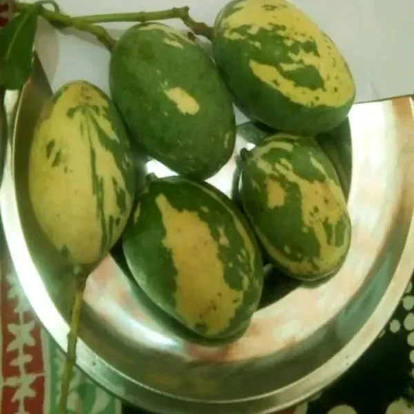 Variegated_Mango_Grafted_Aam_Fruit_Plants_Tree_1_5_3_Feet_Size