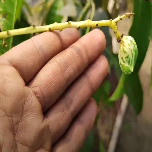 Variegated_Mango_Grafted_Aam_Fruit_Plants_Tree_1_5_3_Feet_Size