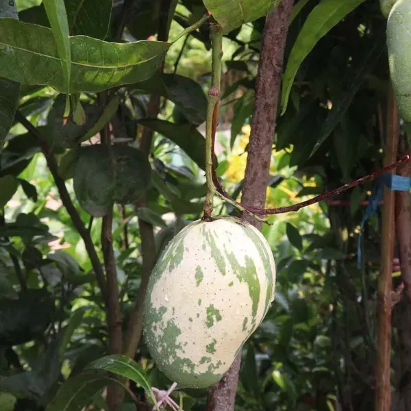 Variegated_Mango_Grafted_Aam_Fruit_Plants_Tree_1_5_3_Feet_Size