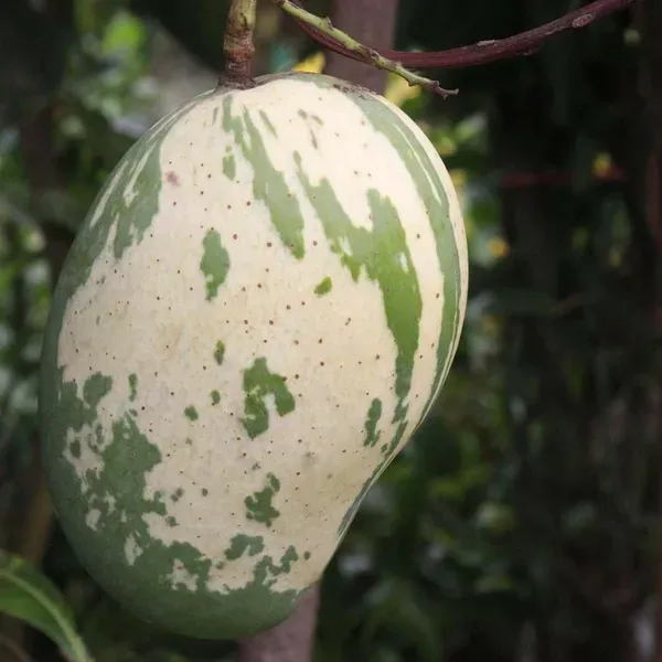 Variegated_Mango_Grafted_Aam_Fruit_Plants_Tree_1_5_3_Feet_Size