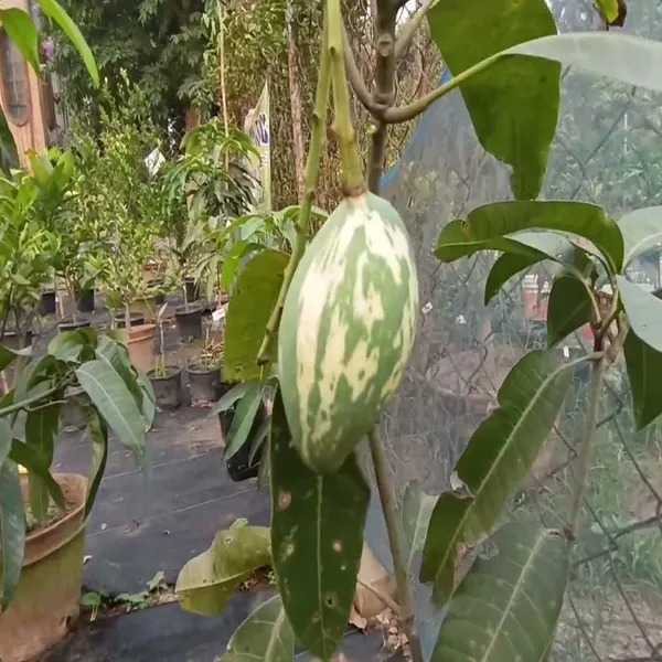 Variegated_Mango_Grafted_Aam_Fruit_Plants_Tree_1_5_3_Feet_Size