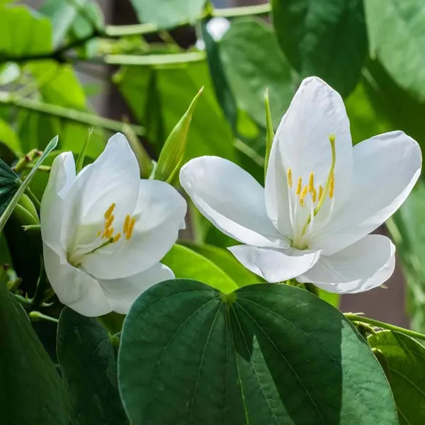 White_Colour_Kanchan_Bauhinia_Purpurea_Flower_Plants_Tree_1_2_Feet_Size