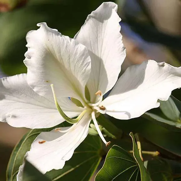 White_Colour_Kanchan_Bauhinia_Purpurea_Flower_Plants_Tree_1_2_Feet_Size