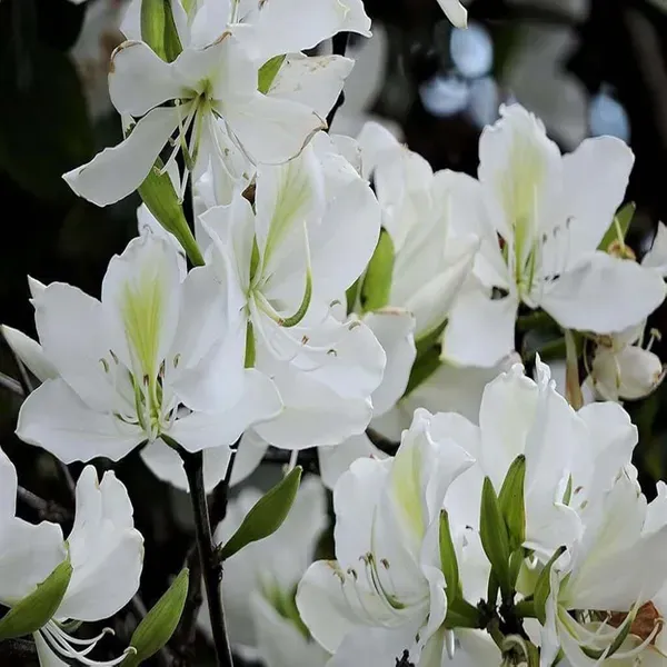 White_Colour_Kanchan_Bauhinia_Purpurea_Flower_Plants_Tree_1_2_Feet_Size