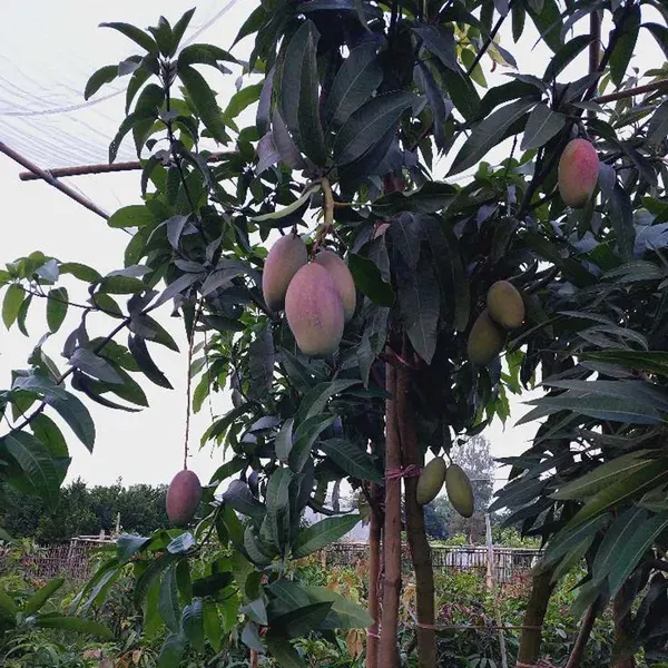Osteen_Mango_Grafted_Aam_Fruit_Plants_Tree_1_5_3_Feet_Size