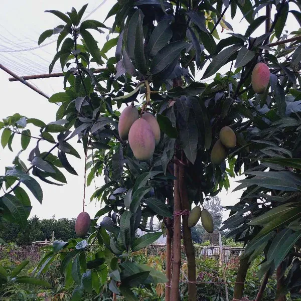Osteen_Mango_Grafted_Aam_Fruit_Plants_Tree_1_5_3_Feet_Size