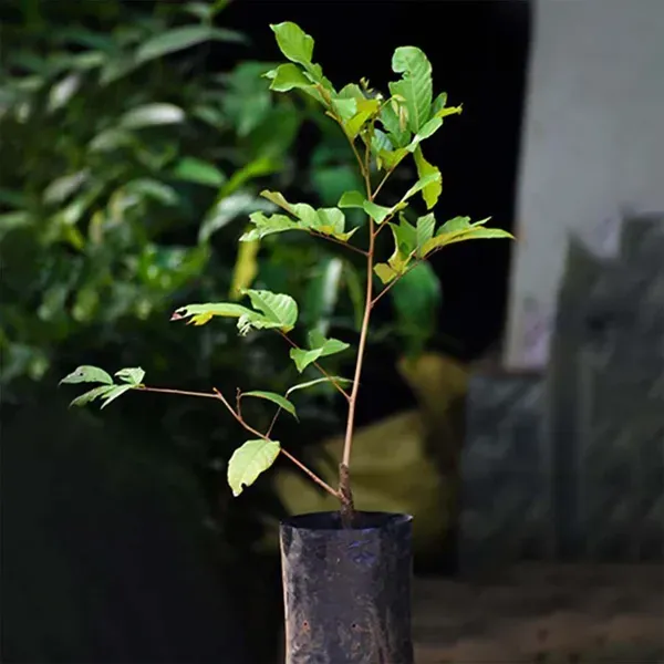 E35_Rambutan_Fruit_Grafted_Plants_Tree_1_5_3_Feet_Size