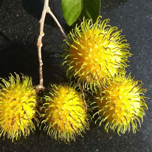 E35_Rambutan_Fruit_Grafted_Plants_Tree_1_5_3_Feet_Size