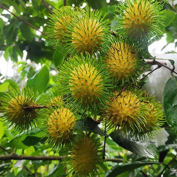 E35_Rambutan_Fruit_Grafted_Plants_Tree_1_5_3_Feet_Size