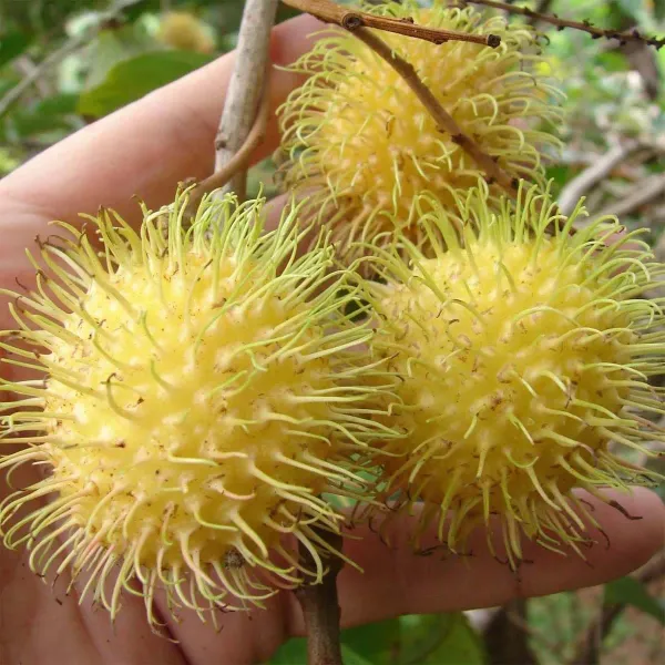 E35_Rambutan_Fruit_Grafted_Plants_Tree_1_5_3_Feet_Size