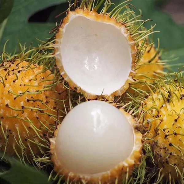 E35_Rambutan_Fruit_Grafted_Plants_Tree_1_5_3_Feet_Size