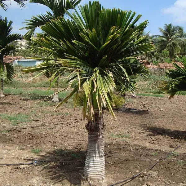 Inter_Mangala_Arecanut_Betel_Nut_Hybrid_Dwarf_Plants_Tree_1_5_3_Feet_Size