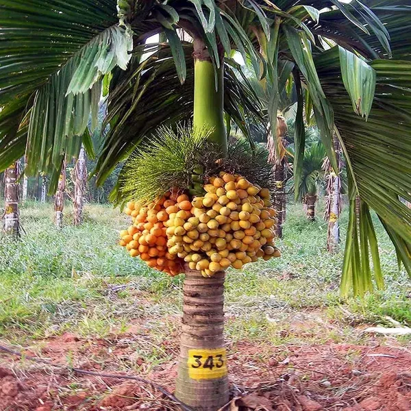 Inter_Mangala_Arecanut_Betel_Nut_Hybrid_Dwarf_Plants_Tree_1_5_3_Feet_Size