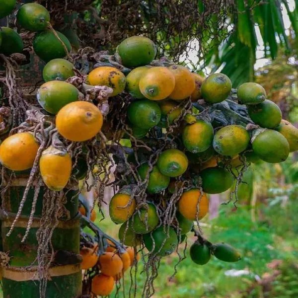 Inter_Mangala_Arecanut_Betel_Nut_Hybrid_Dwarf_Plants_Tree_1_5_3_Feet_Size