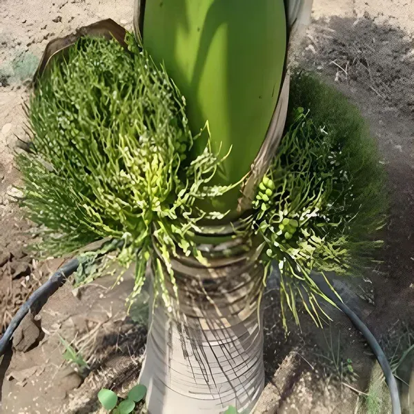 Inter_Mangala_Arecanut_Betel_Nut_Hybrid_Dwarf_Plants_Tree_1_5_3_Feet_Size