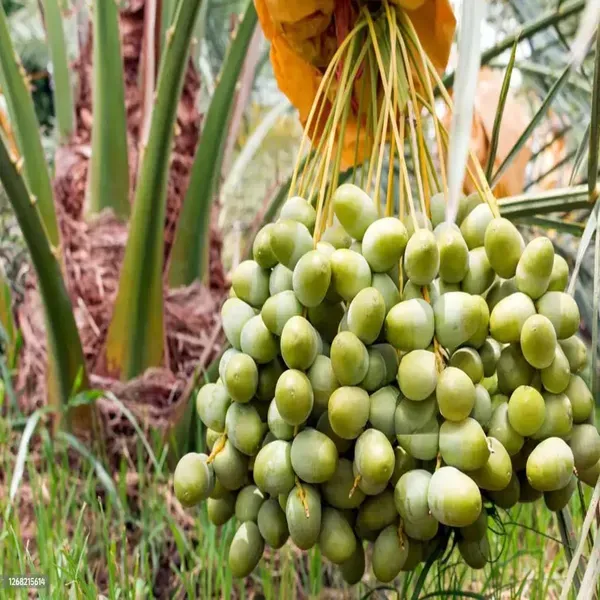 Dates_Palm_Ajwa_Khurma_Khajoor_Arabian_Dwarf_Fruit_Plants_Tree_1_5_3_Feet