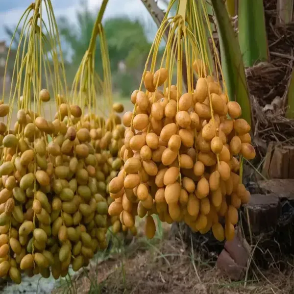 Dates_Palm_Ajwa_Khurma_Khajoor_Arabian_Dwarf_Fruit_Plants_Tree_1_5_3_Feet