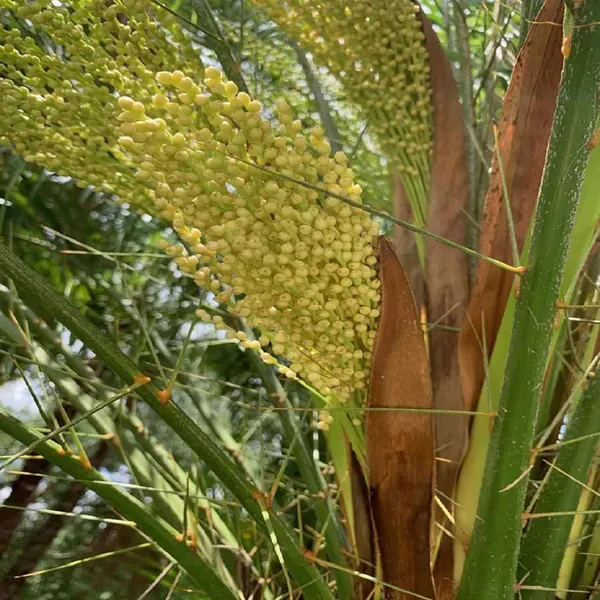 Dates_Palm_Ajwa_Khurma_Khajoor_Arabian_Dwarf_Fruit_Plants_Tree_1_5_3_Feet