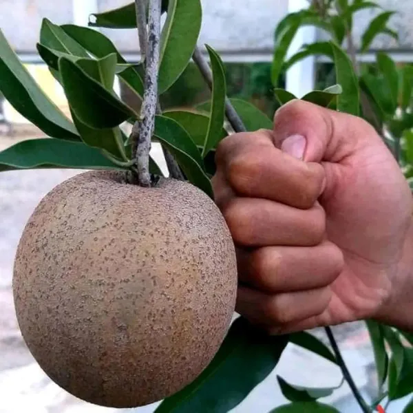 Chikoo_Jambo_Sapota_Grafted_Fruit_Plants_Tree_1_5_3_Feet_Size