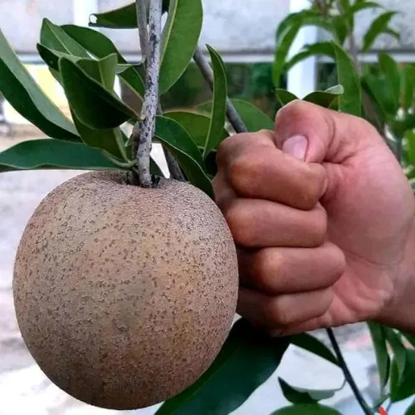 Chikoo_Jambo_Sapota_Grafted_Fruit_Plants_Tree_1_5_3_Feet_Size