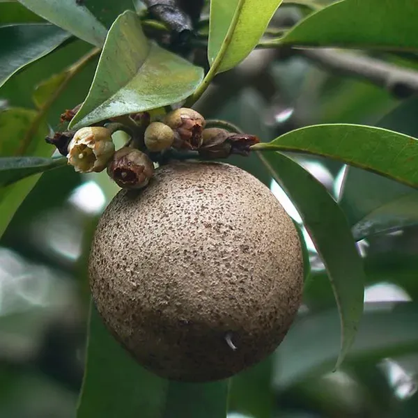 Chikoo_Jambo_Sapota_Grafted_Fruit_Plants_Tree_1_5_3_Feet_Size