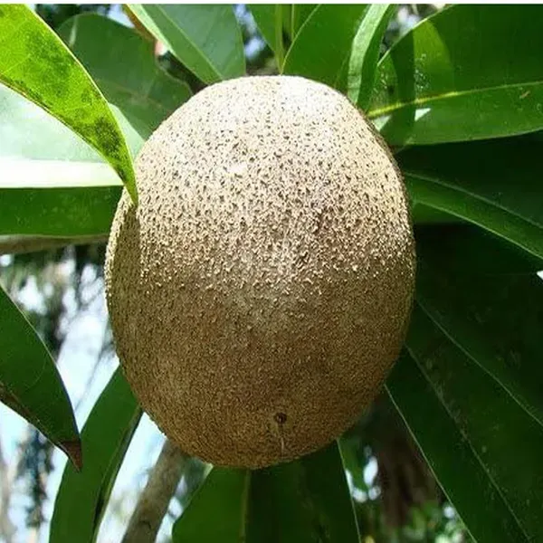 Chikoo_Jambo_Sapota_Grafted_Fruit_Plants_Tree_1_5_3_Feet_Size
