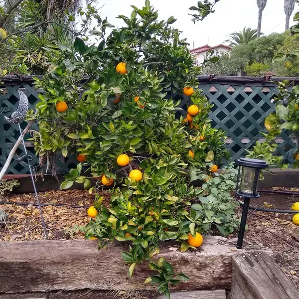 Cara_Cara_Navel_Orange_Grafted_Santra_Fruit_Plants_Tree_1_2_Feet_Size