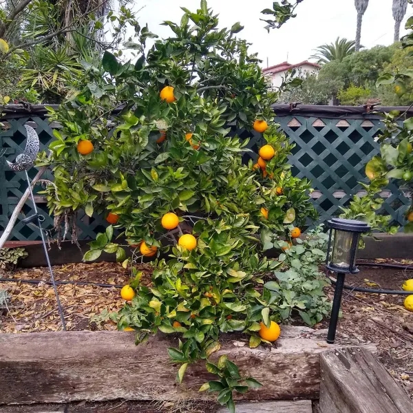 Cara_Cara_Navel_Orange_Grafted_Santra_Fruit_Plants_Tree_1_2_Feet_Size