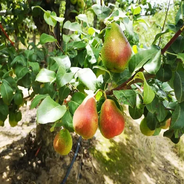 Pear_Pyrus_Communis_Nashpati_Fruit_Air_Layering_Grafted_Plants_Tree_1_5
