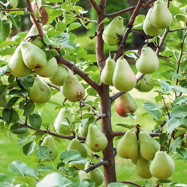 Pear_Pyrus_Communis_Nashpati_Fruit_Air_Layering_Grafted_Plants_Tree_1_5