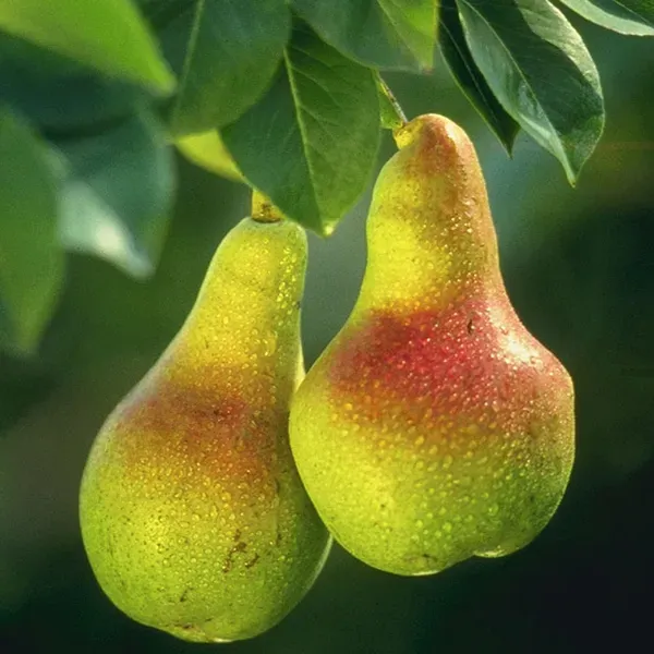 Pear_Pyrus_Communis_Nashpati_Fruit_Air_Layering_Grafted_Plants_Tree_1_5