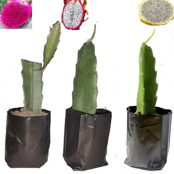 Dragon_White_Pink_Yellow_Colombia_Variety_Fruit_Cutting_Grafted_Plants_1