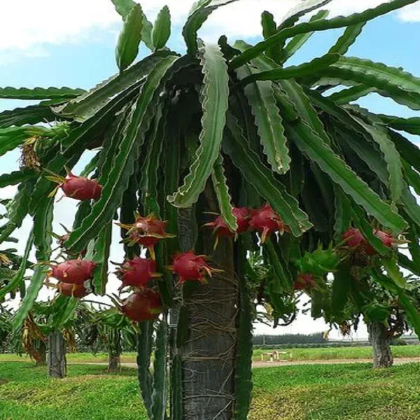 Dragon_White_Pink_Yellow_Colombia_Variety_Fruit_Cutting_Grafted_Plants_1
