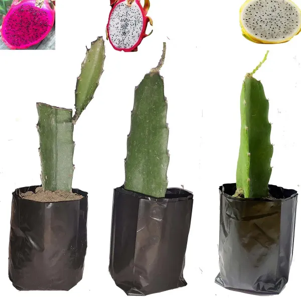 Dragon_White_Pink_Yellow_Colombia_Variety_Fruit_Cutting_Grafted_Plants_1