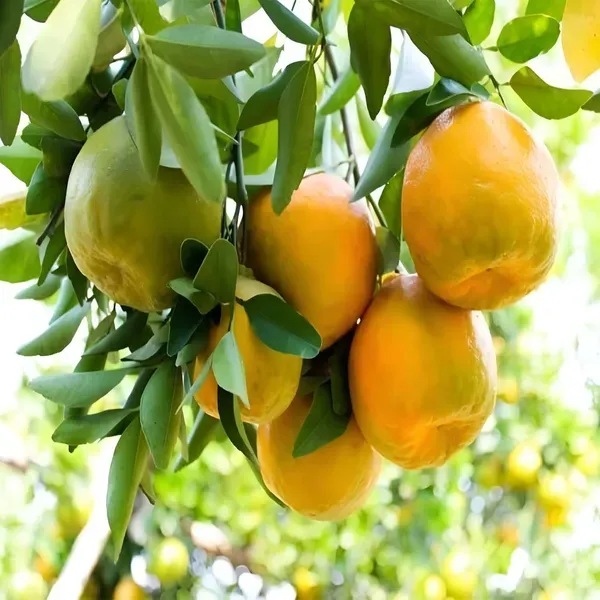Nagpur_Mandarin_Orange_All_Time_Grafted_Santra_Fruit_Plants_Tree_1_2_Feet