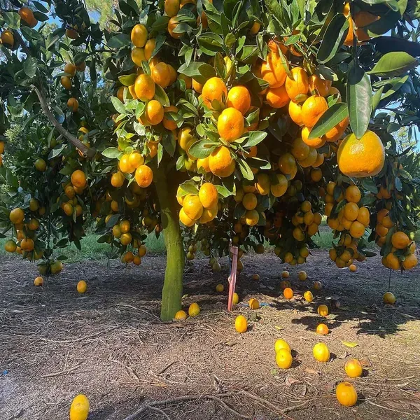 Nagpur_Mandarin_Orange_All_Time_Grafted_Santra_Fruit_Plants_Tree_1_2_Feet