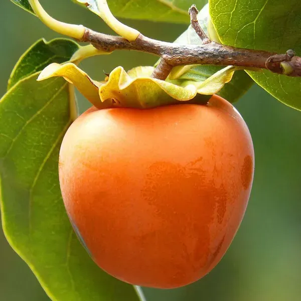 Hachiya_Persimmon_Fruit_Grafted_Plants_Tree_2_3_Feet_Size