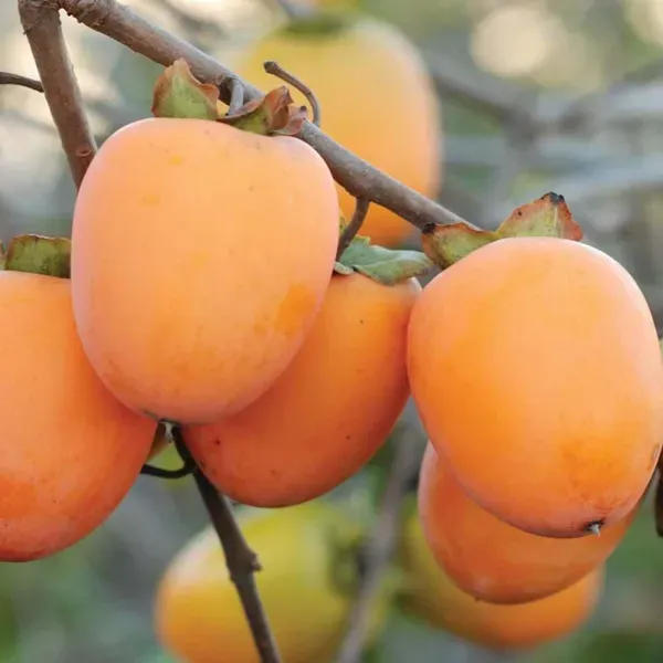 Hachiya_Persimmon_Fruit_Grafted_Plants_Tree_2_3_Feet_Size