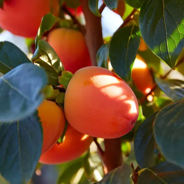Hachiya_Persimmon_Fruit_Grafted_Plants_Tree_2_3_Feet_Size