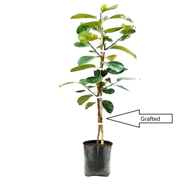 Hachiya_Persimmon_Fruit_Grafted_Plants_Tree_2_3_Feet_Size
